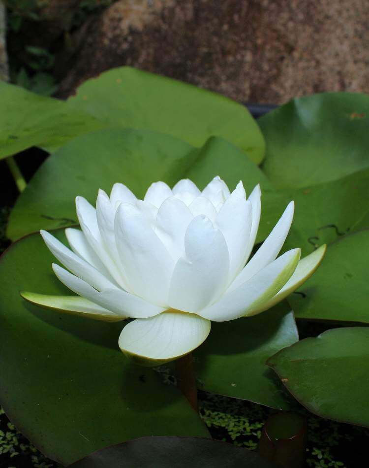 Kontakt Heilpraktikerin Drissia El Kholali